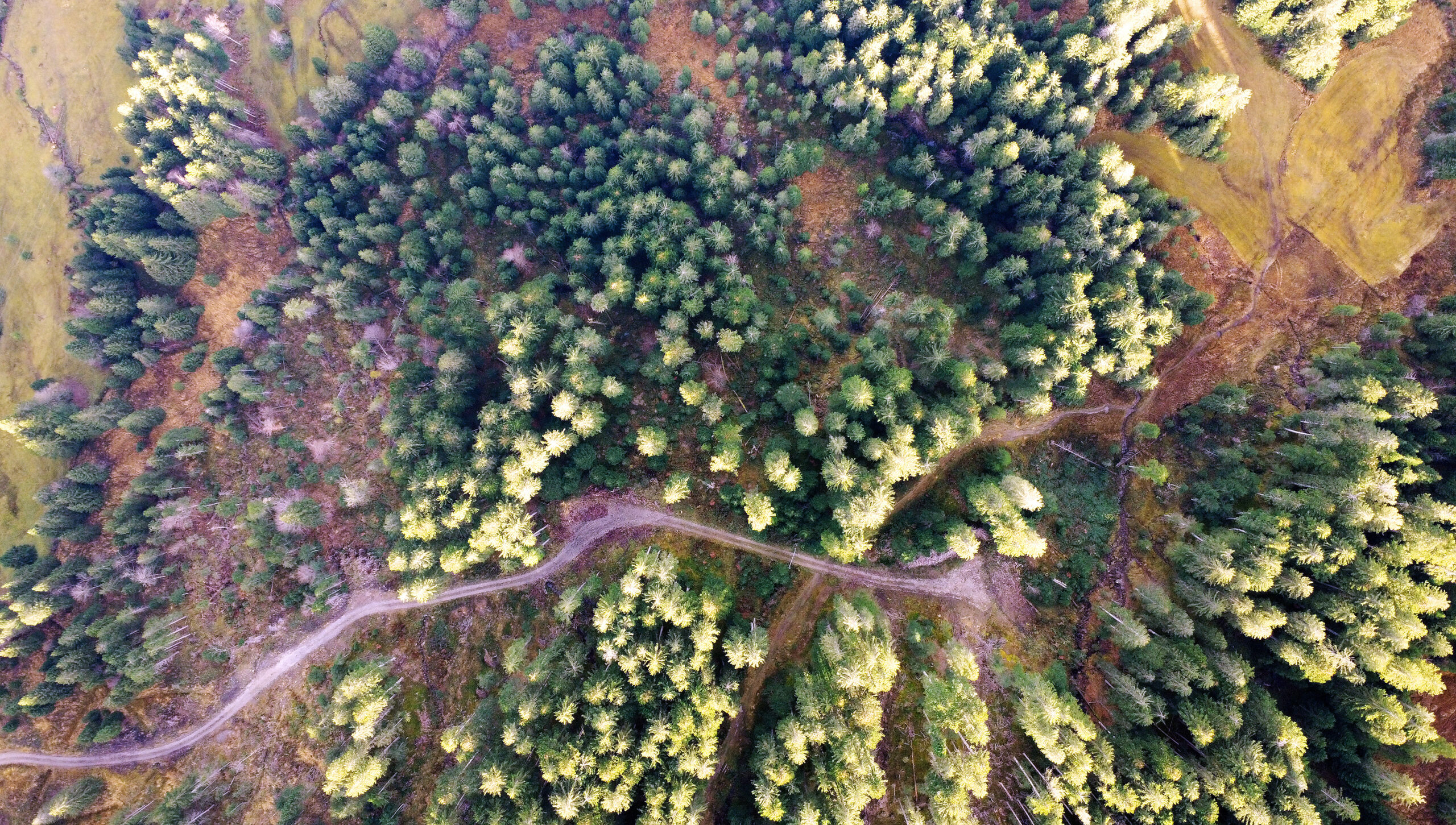 Drohnenfoto Carografik Wald
